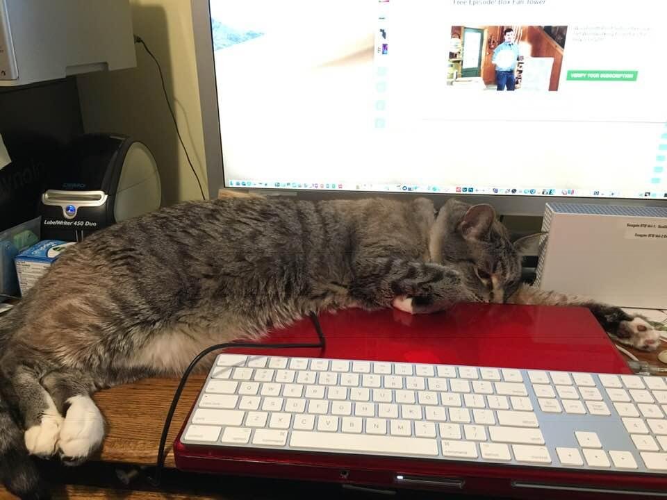 My tiny kitty doesn’t understand he grew up. He always slept in front of my 30” monitor when he was a kitten. Yep, that’s a 30” monitor behind Herschel. We should have named him Longfellow.