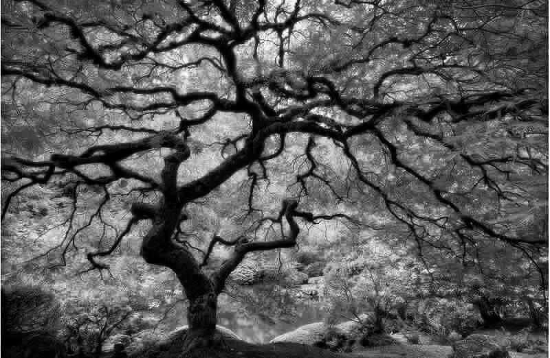 Today is Day 4 of 7 Black and white photo challenge. 7 days of black and white photos of my life with no words and no people and no explanation. I challenge Laura Lee Mitchell