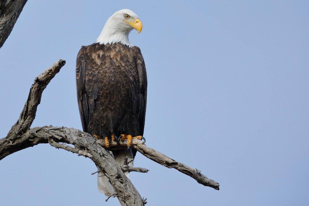 Bald Eagle