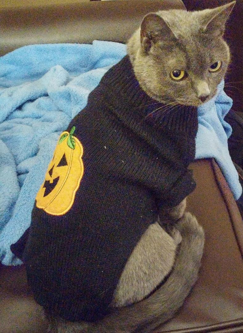 Ruby says happy National Cat Day!!!