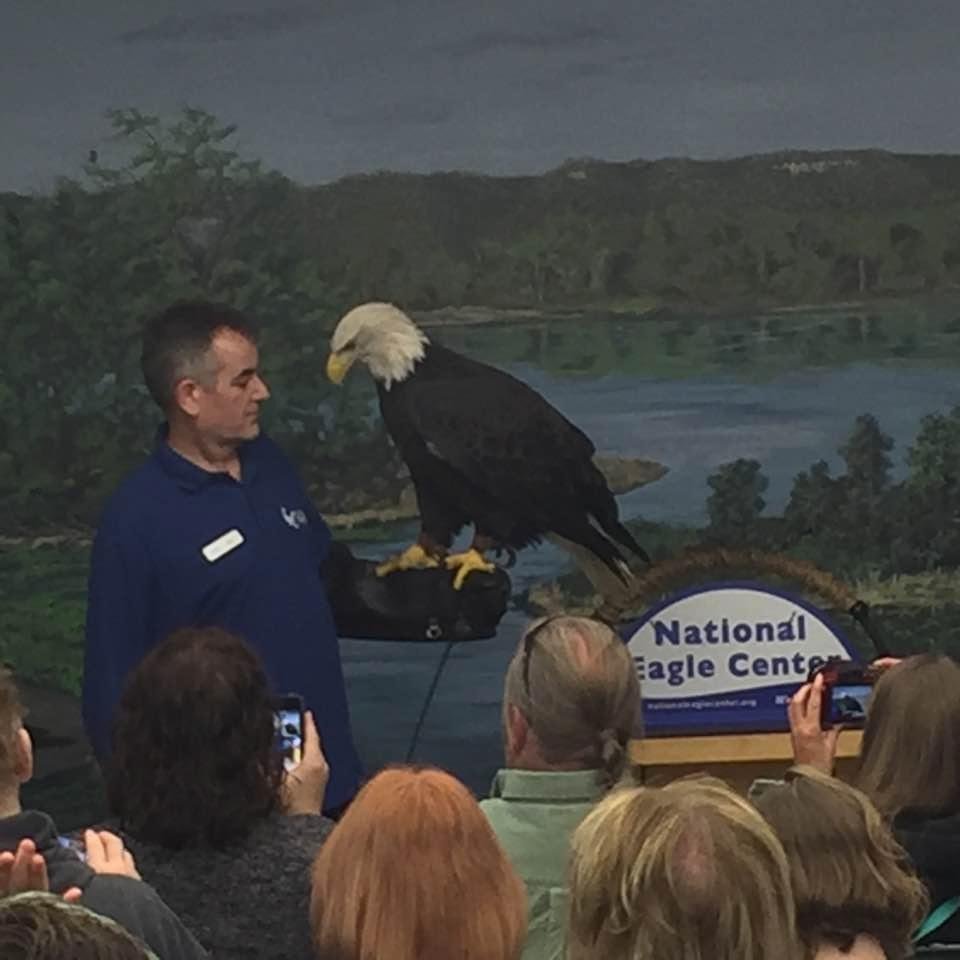 National Eagle Center Wabasha MN OCT 15, 2016 - Live 10 yr old Eagle, at. Approx 10 lb. Very interesting