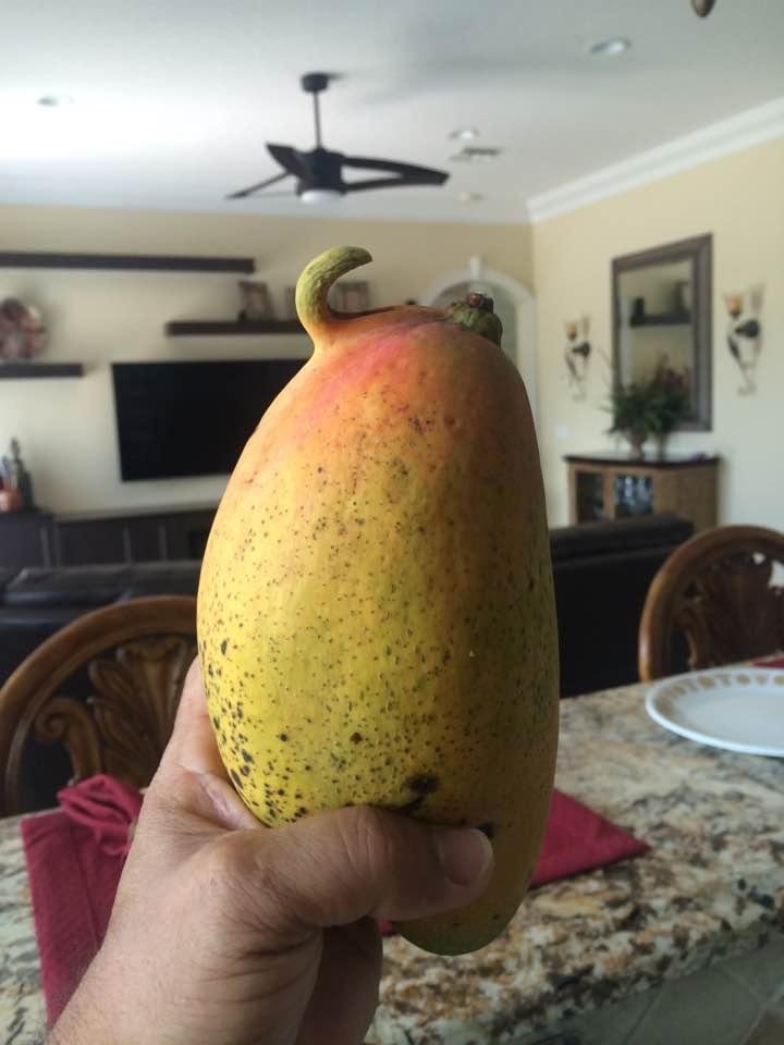 The strangest and sweetest mango from my tree.