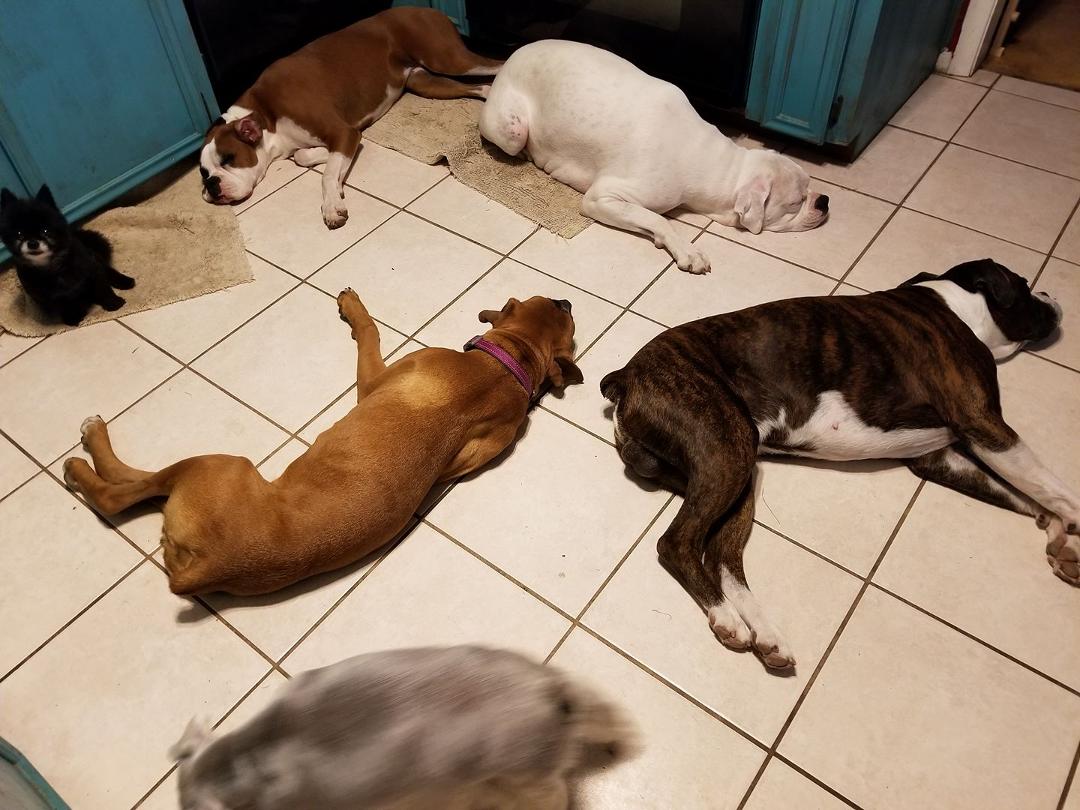All my babies, I love them so much.