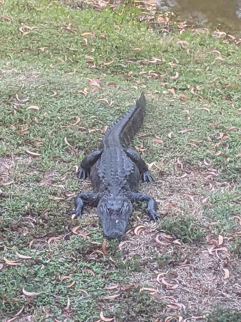 We also went through Alligator Alley.  However, this baby came out of the pond behind our hotel, and he wasn't the only one.