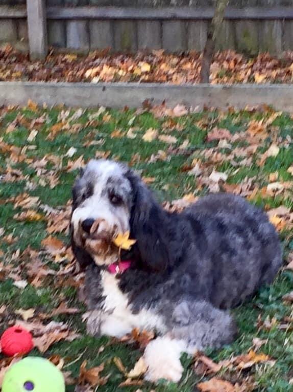 Our Crockett Bernedoodle Belle is 3 years old today!  She keeps us entertained every day.