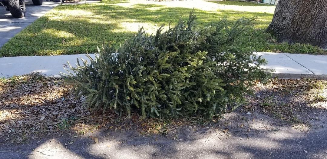 December 27, 2020 on our walk today...bah humbug 😕