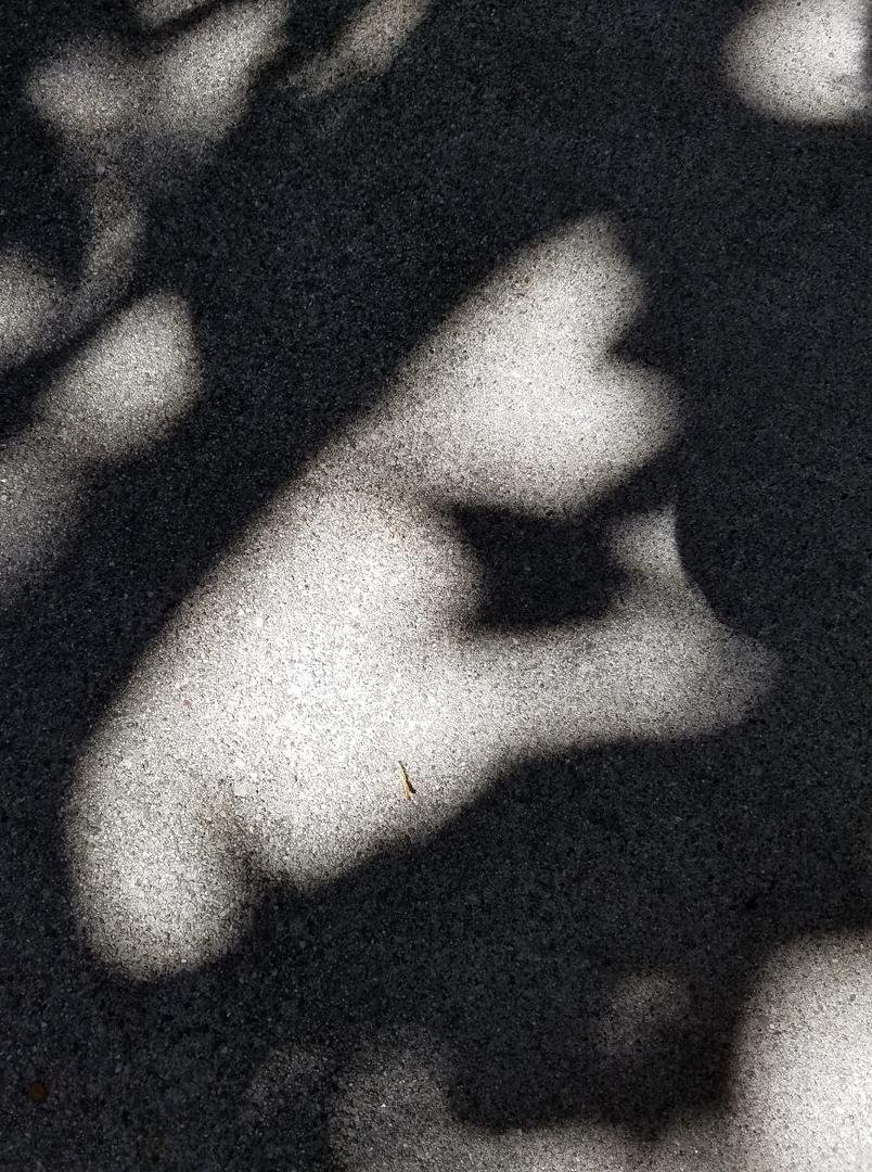Shadow through a tree.  What do YOU SEE?