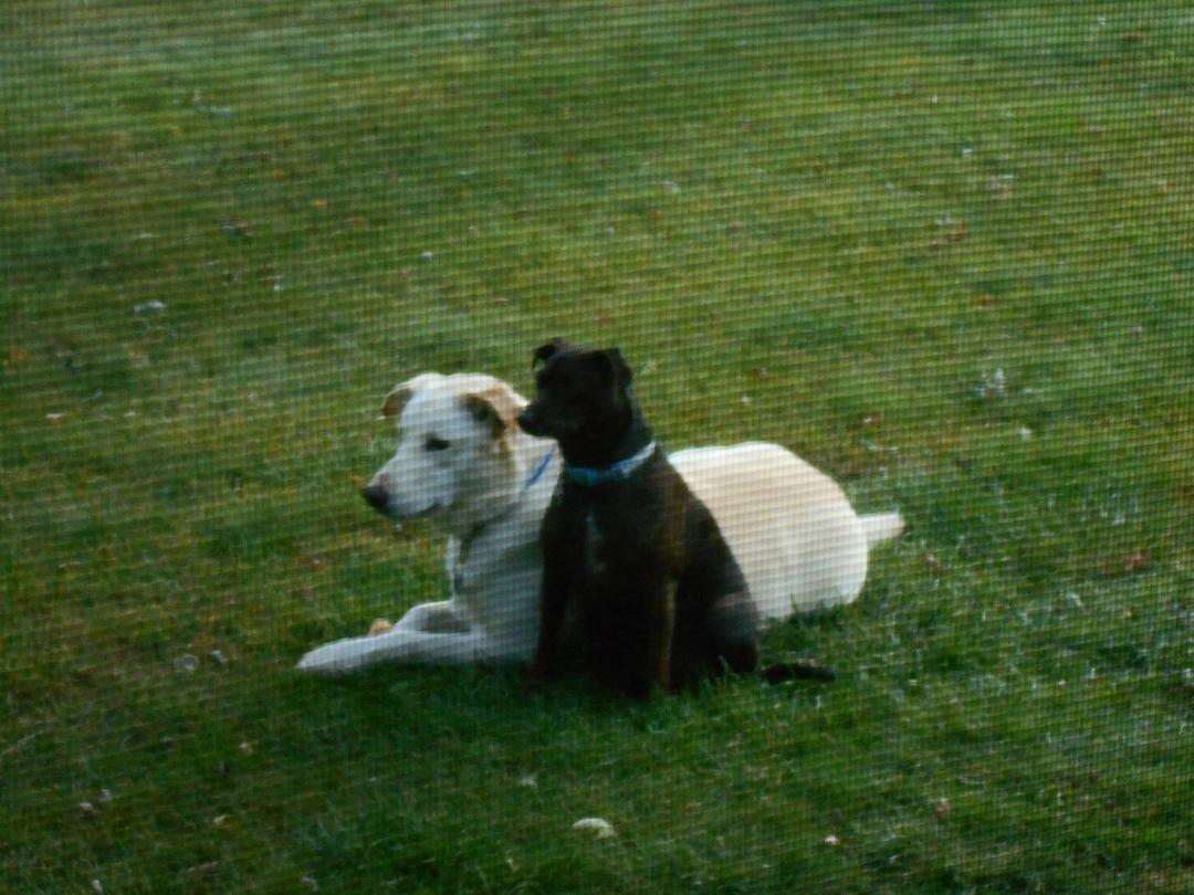 M.I.A. and Oliver