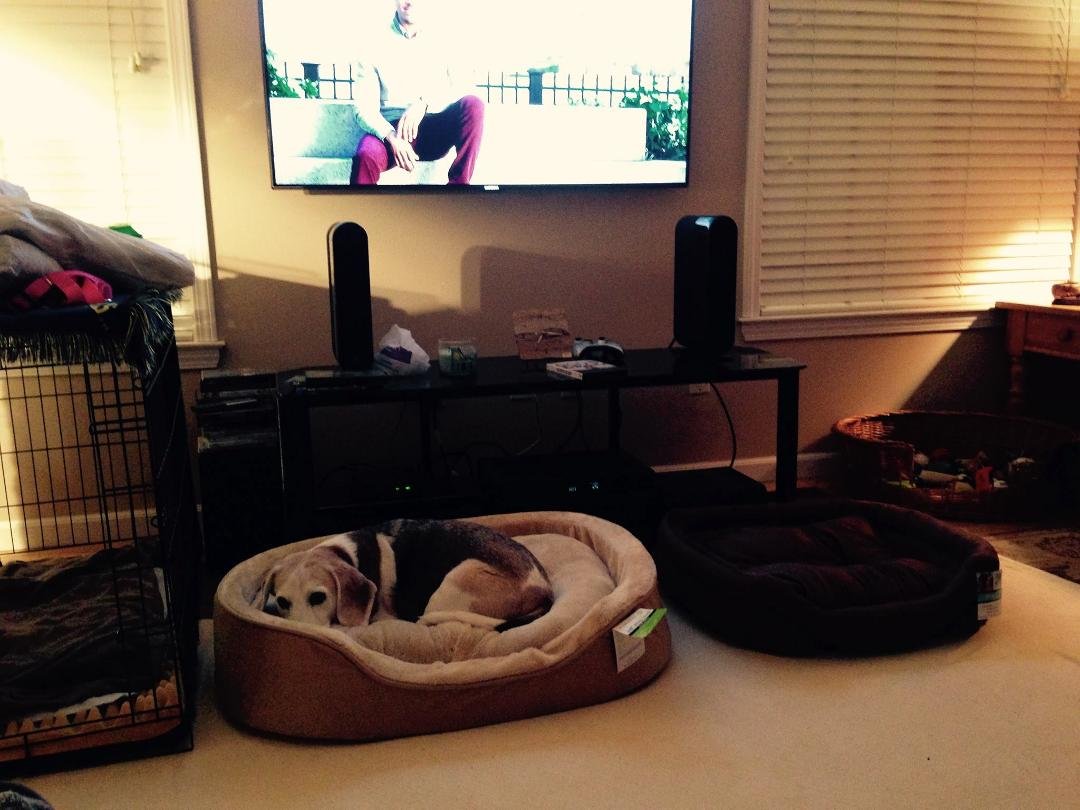 Nothing's too good for our Ms Holly. Mama bought her 2 new beds to try out