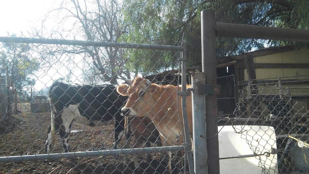 On birthday went to a Ranch in Fontana and had Milk straight from the Cow 🐮 with Abuelta Coco , really nice!