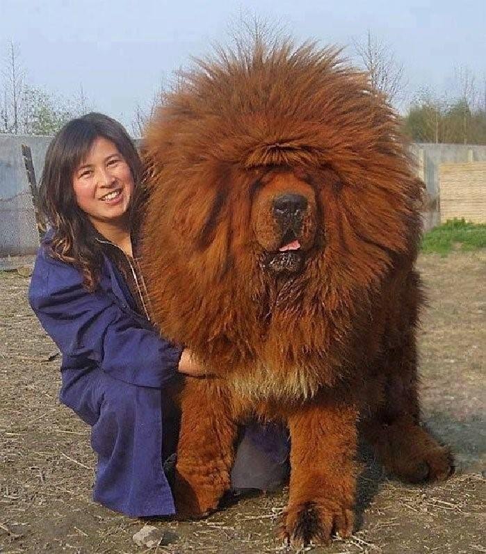 Chinese Mastiff. Really, a dog, not a bear....