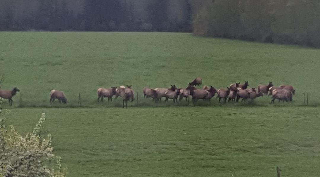 The girl elk have shed the boys, baby's soon.