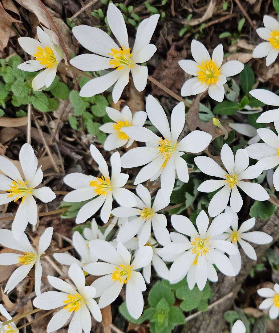 Bloodroot is growing near our yard, a wildflower and medicinal herb utilized by Native Americans.