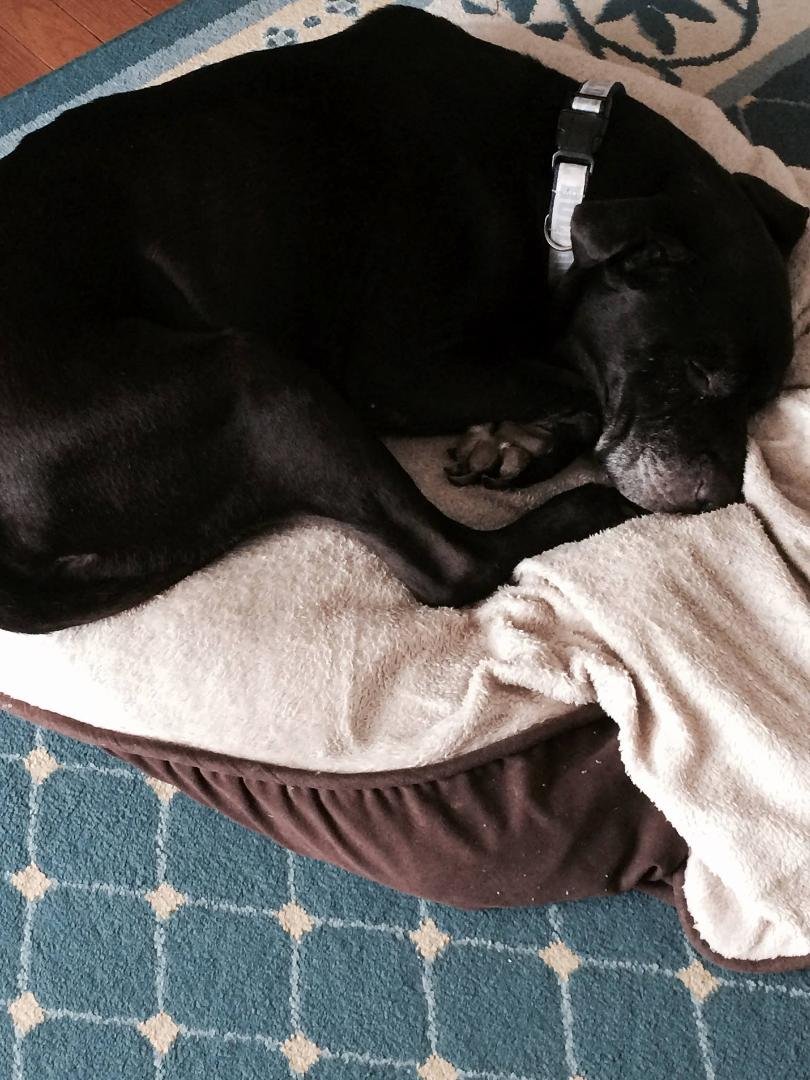 Having to say good bye to this sweet loving companion is going to be hard today.💔 Rest In Peace, Tango. Thanks for 13 great years.