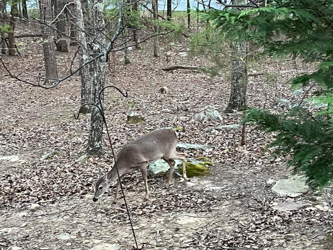 A wild deer in the mountains of Waleska, Ga. Took picture from the upper deck of a friend of my son & daughter-in-law’s. They come out to feed in th evenings.