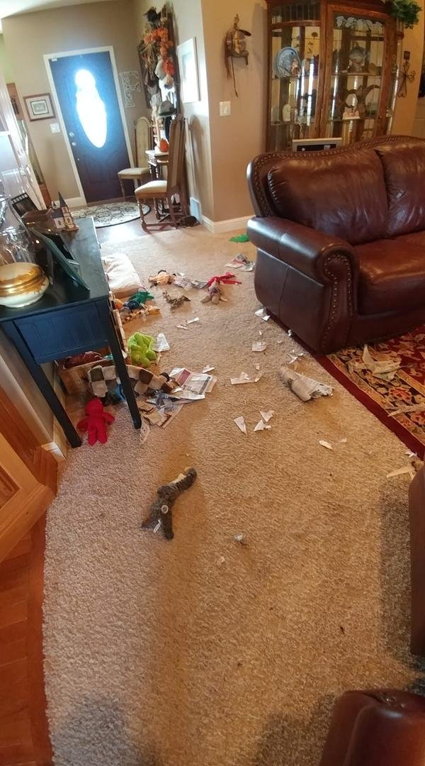 Shredded paper during the day's hound follies!