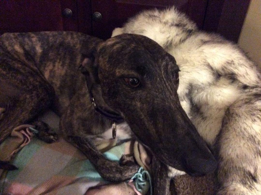 Moe Johnson, Laddie's new brother...