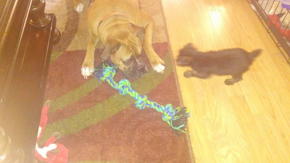Sassy attacking Kato