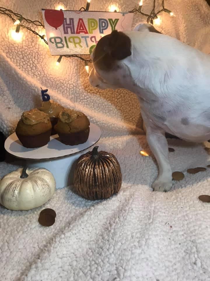 Happy 5th Birthday Bandit 🎂🎊🎉 I love this little pup so much, he’s the sweetest dog in the entire world! Don’t know what I’m gonna do when Houston and I move away! Happy Birthday B😘❤️