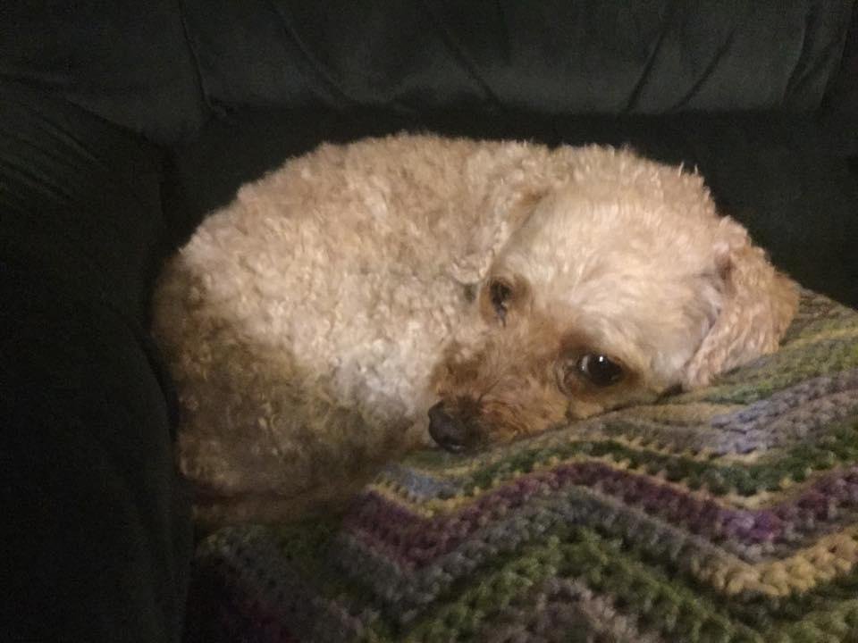 Teddy just waking up