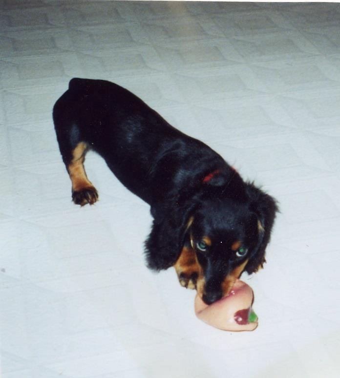 That's Our Dog, Maxx