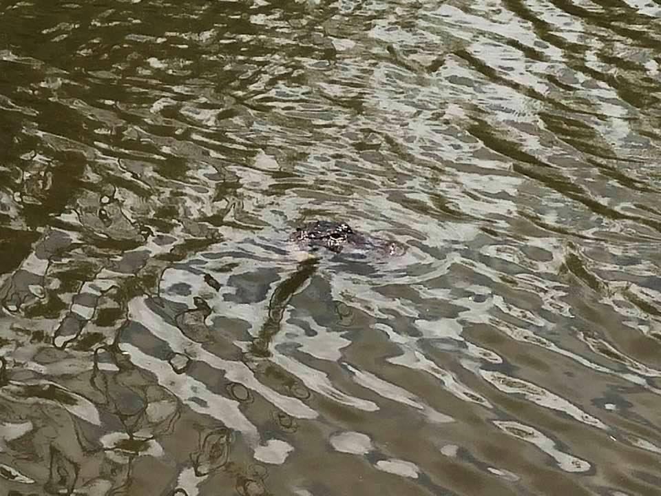 He’s visiting!