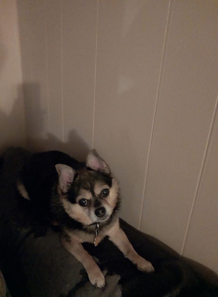 His puppy picture at 2 months and now at 12 years old.