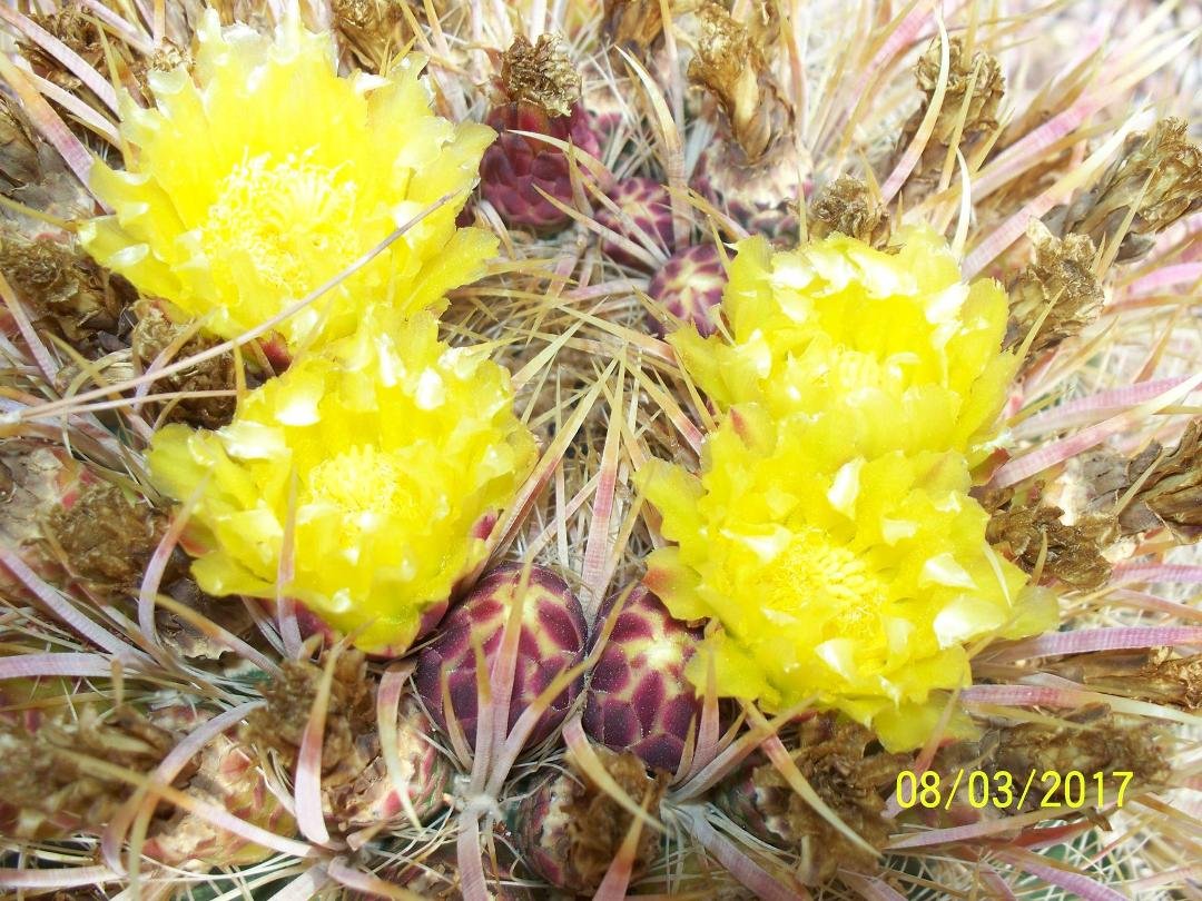 Barrell Cactus blooming.