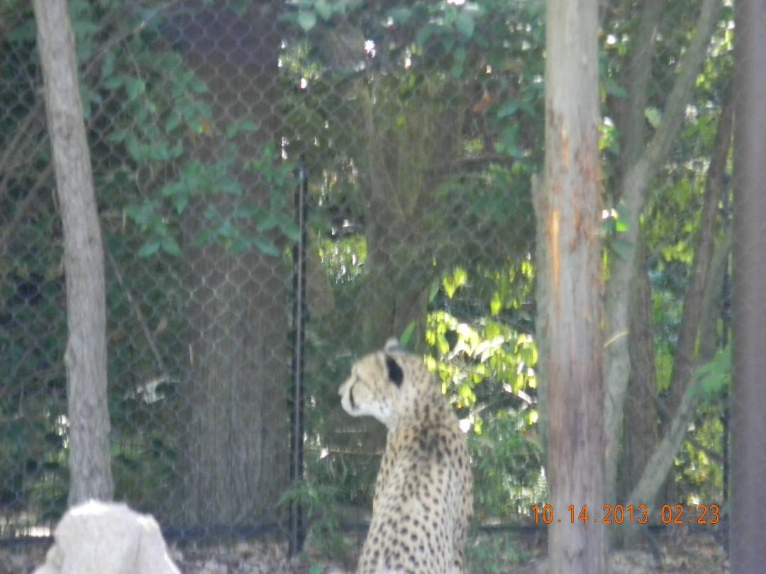 Lori Johnson's album, CINCINNATI ZOO