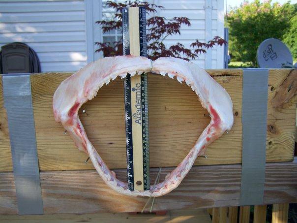 John Williams' album, Fishin trip 08