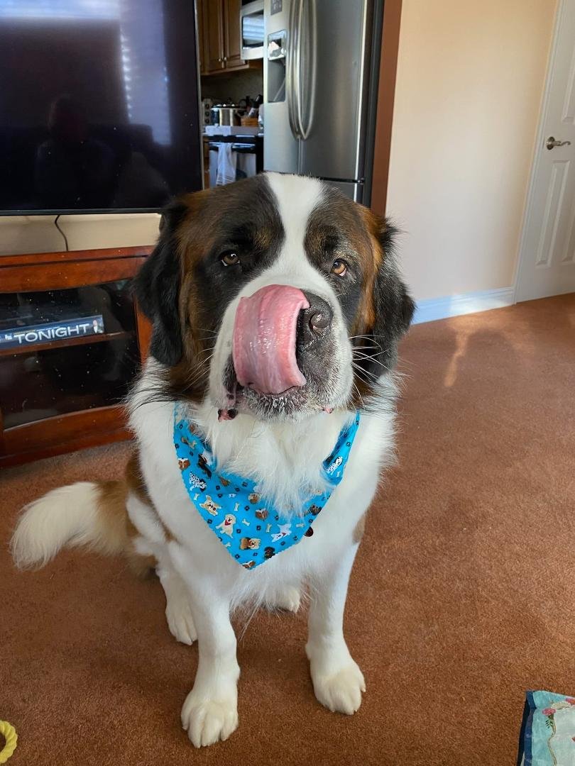 Max thinks every day is Tongue Out Thursday!