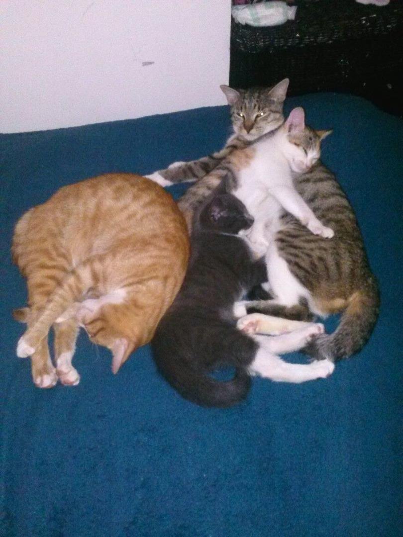 What the holy cat cluster? Krystalj Collins