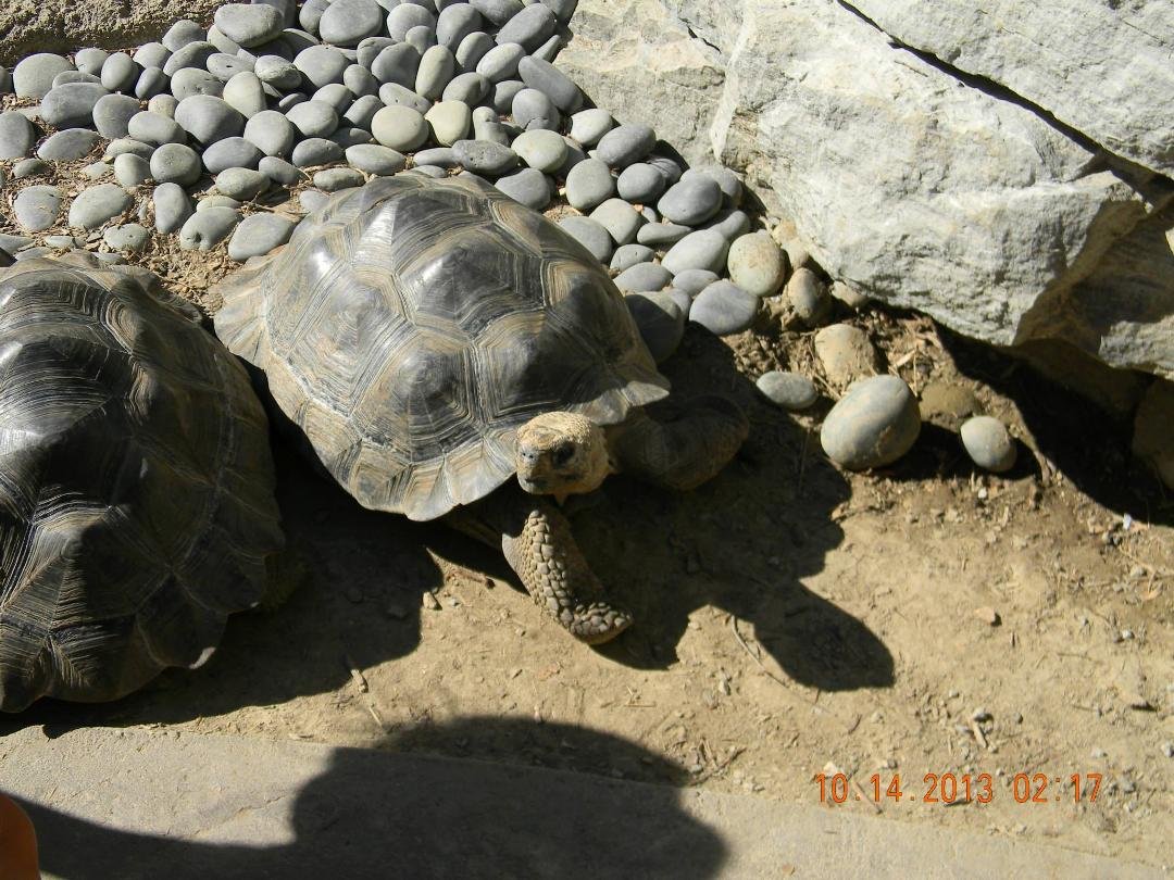 Lori Johnson's album, CINCINNATI ZOO