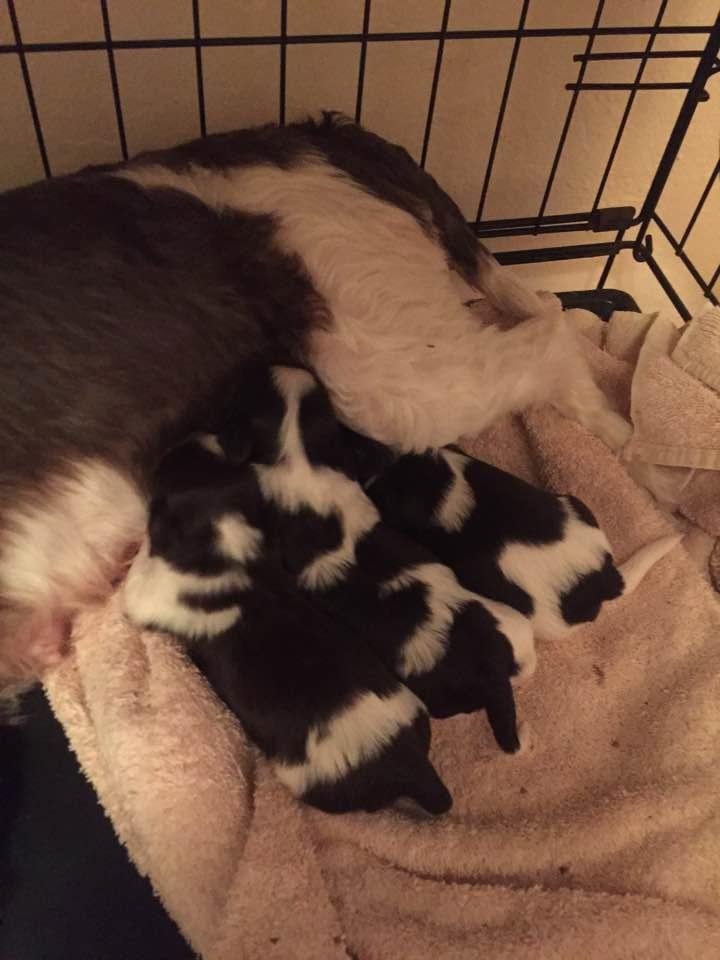 3 little pigs...they have fat little "Buddha Bellies"...so precious. Riley is a super mom! ❤️ that girl.