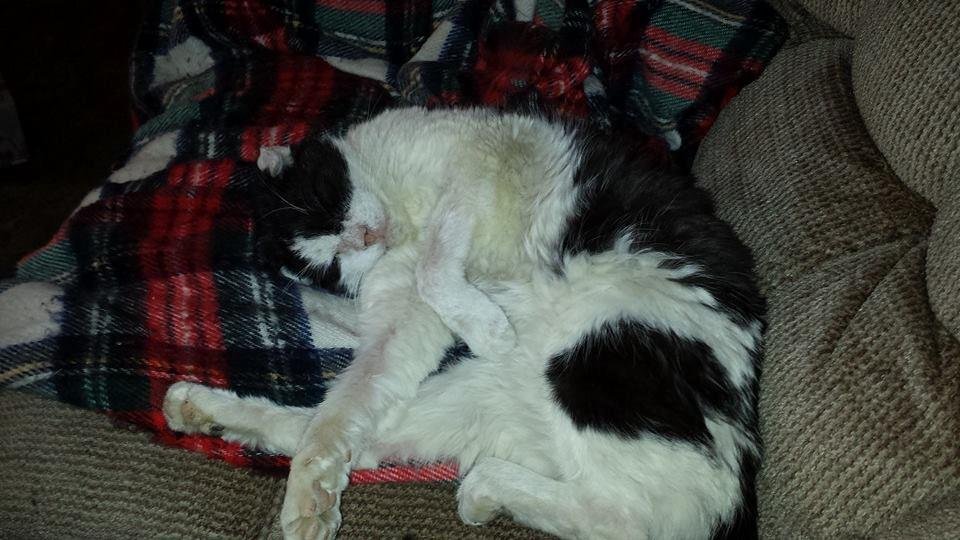 I am going to miss Patches. We have to attend to Patches eye and ear infections, immunizations and grooming before we attempt to re-home him