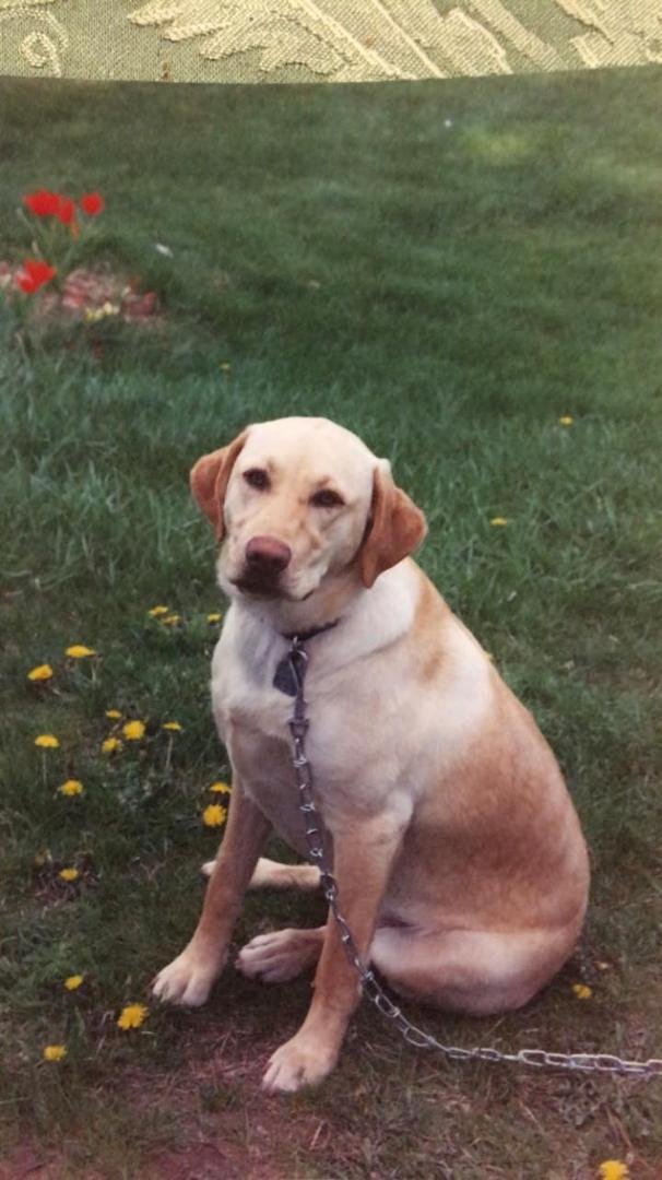 Elaine and I first fur baby, bought with wedding gift $. Shuggee a real sweetie, she lived to about 12-13 years another cancer victim.