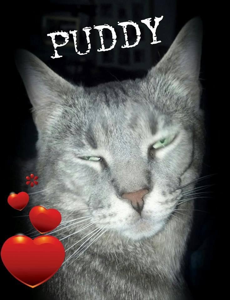 Danielle's Puddy