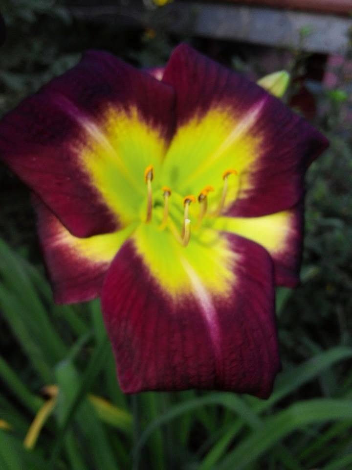 Mark Atkinson's album, Mobile Uploads