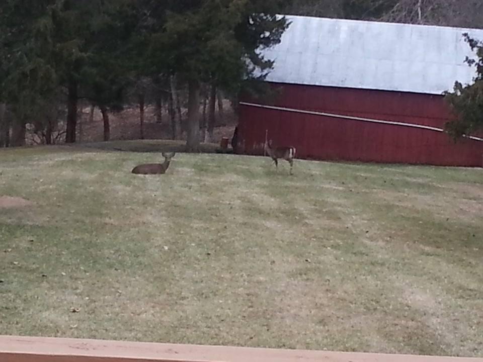 Getting some fluries. Deer are starting to bed down near the barn where they know they will be fed regardless of the weather.