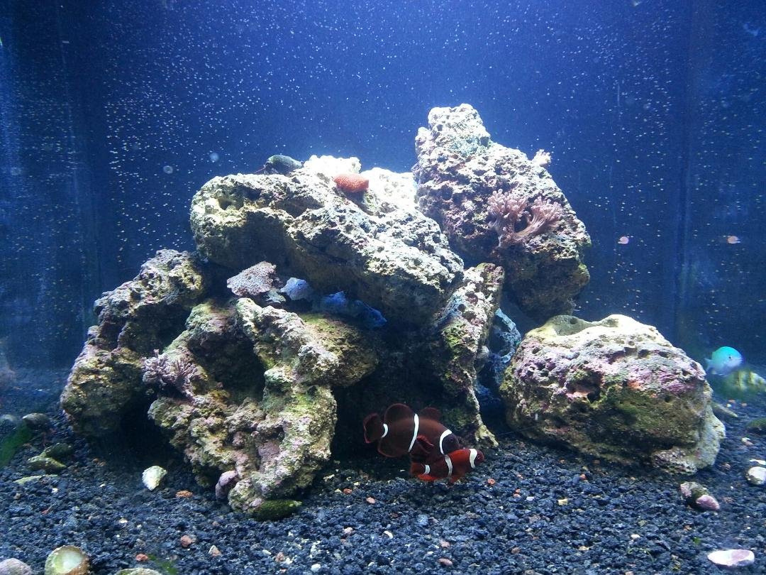 New aquarium cleared out all the aiptasia and a few day to see of any comes back