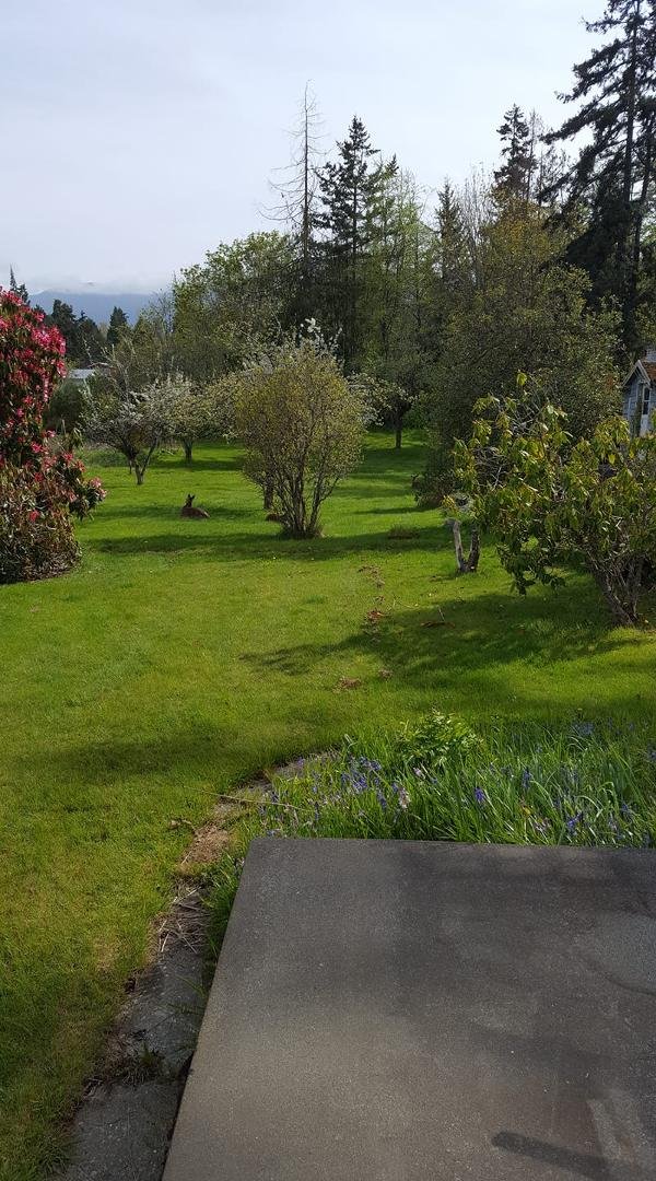 Returned to Port Angeles to my deer friends😊