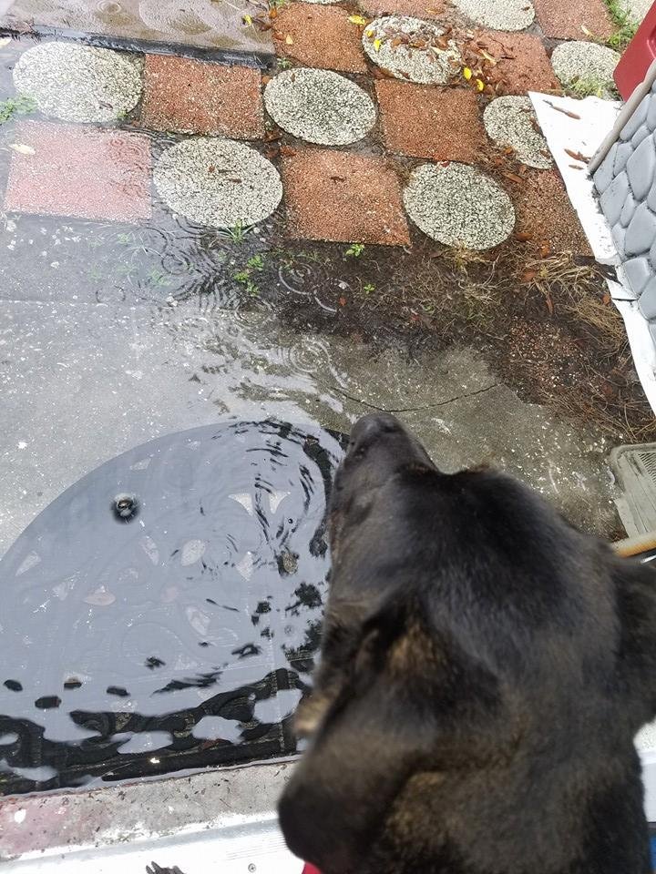 My dog won't go out aww.