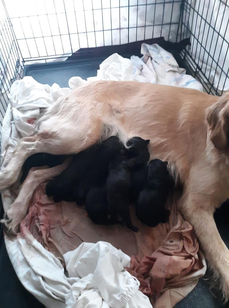 So, chloe had 9 pups as of now but we don't think that she is done yet.
