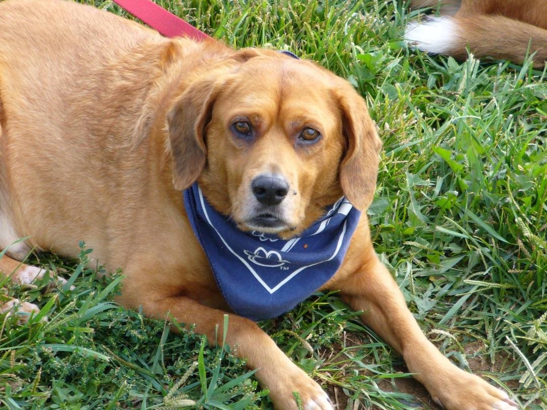 Remembering JD, my "Best Boy" who crossed the Rainbow Bridge today to join his buddy Rudy. We will miss you always, but are greatful your struggles are over. Thank you for being our friend. Run free Sweet J Boy!