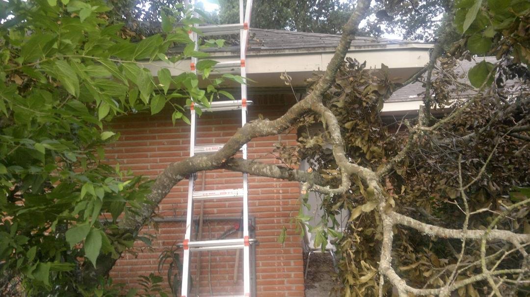See me there with ny leg between the limb and ladder!!
