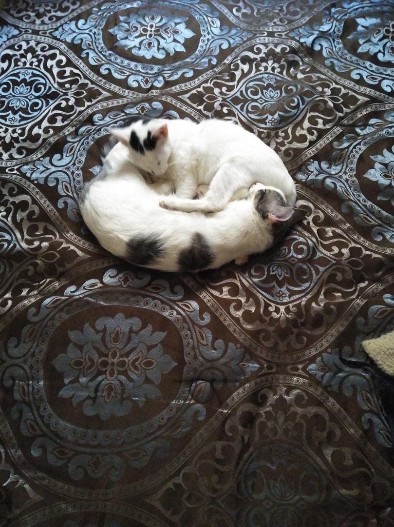 My kitty cat yin yang