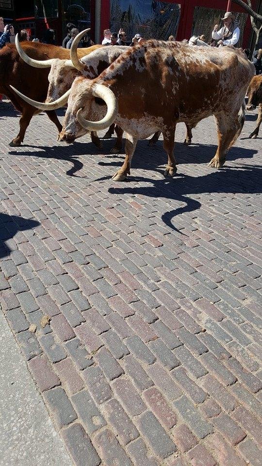 This is downtown Ft.Worth at noon with all the longhorns