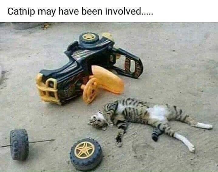 The cat's OK...just dazed and confused...