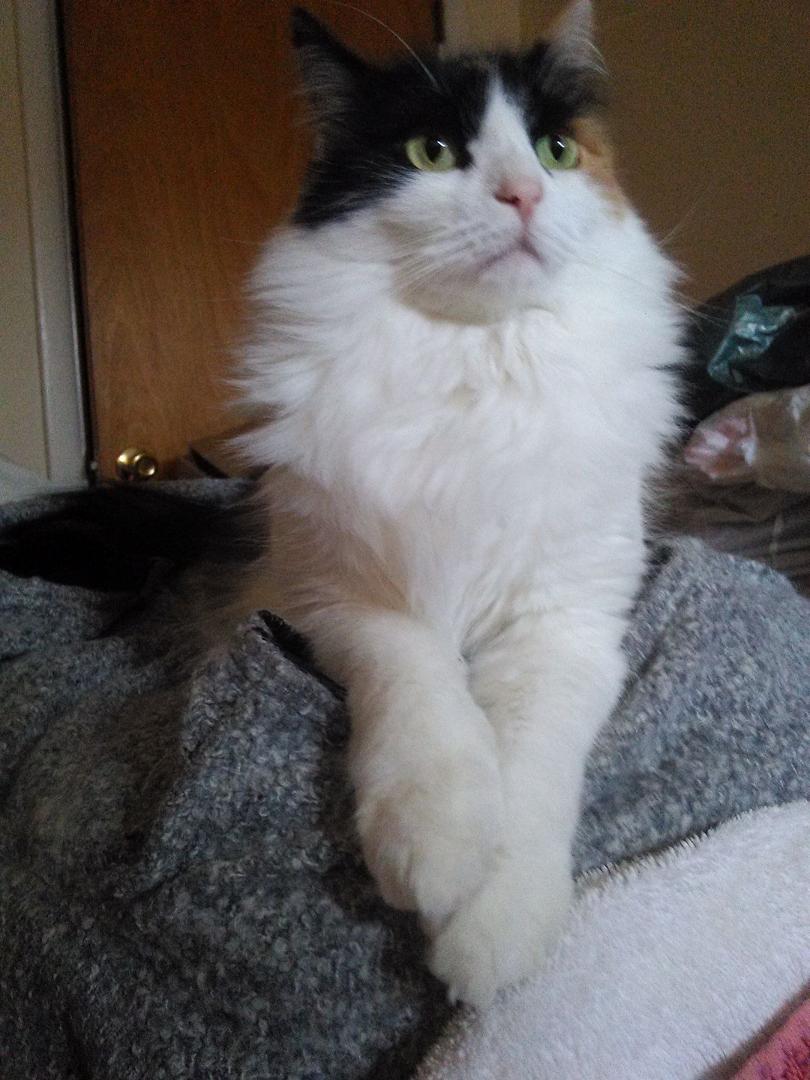 Meow, Happy Thursday!