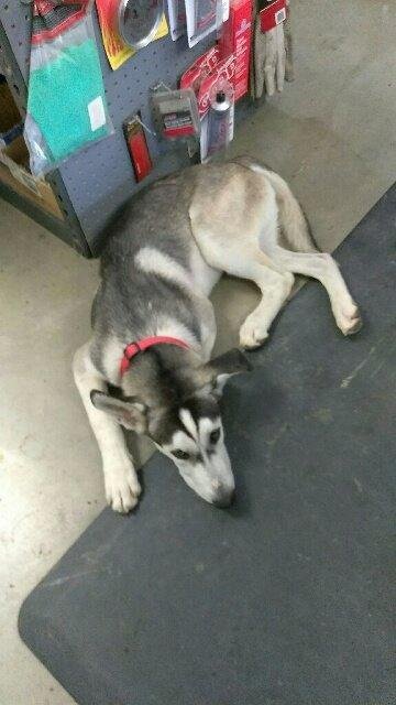 Found dog in Westmorland. Anyone know who this dog belongs to?